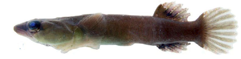 Apletodon dentatus_007